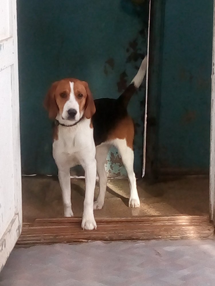 Потерялась собака эстонская гончая