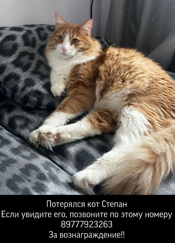 Пропал кот Степан (3 года) Полу Мейн-Кун